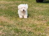 Chiots Coton de Tuléar LOF disponibles, élevés avec amour et passion