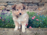 À réserver, chiots Berger des Shetland LOF