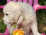 4 chiots Golden Retriever LOF à vendre