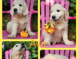 4 chiots Golden Retriever LOF à vendre
