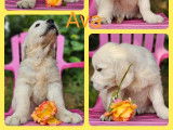 4 chiots Golden Retriever LOF à vendre