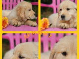 4 chiots Golden Retriever LOF à vendre