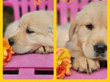 4 chiots Golden Retriever LOF à vendre
