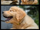 4 chiots Golden Retriever LOF à vendre