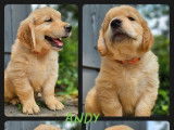 4 chiots Golden Retriever LOF à vendre