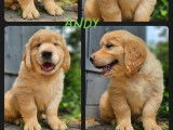 4 chiots Golden Retriever LOF à vendre