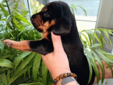 À réserver, 10 chiots Kopov LOF – Race de chien courant Slovène, disponibles en juillet