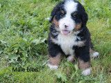 1 chiot mâle Bouvier Bernois LOF à réserver