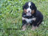 1 chiot mâle Bouvier Bernois LOF à réserver