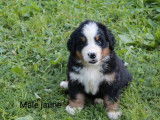 1 chiot mâle Bouvier Bernois LOF à réserver
