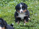 1 chiot mâle Bouvier Bernois LOF à réserver