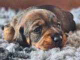 2 chiots Teckels Standards à Poils Durs LOF à réserver – Portée née en mai 2025