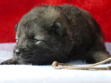 À réserver, 5 chiots Spitz-Loup (LOF)