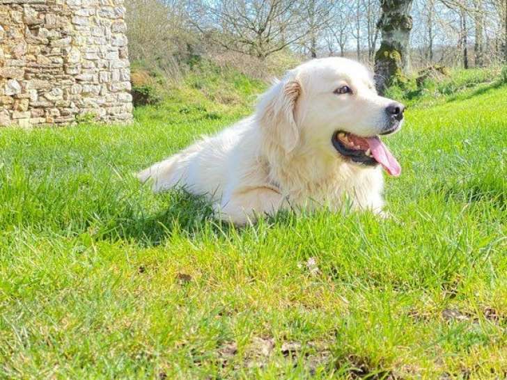 Chienne Golden Retriever âgée de 4 ans disponible à l’achat