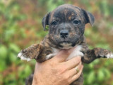 Chiots Staffordshire Bull Terriers disponibles à la vente (LOF)