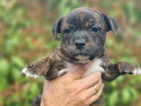 Chiots Staffordshire Bull Terriers disponibles à la vente (LOF)