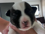 À réserver, 3 chiots Jack Russell (LOF)