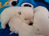 5 chiots mâles Westie disponibles à l’achat (LOF)
