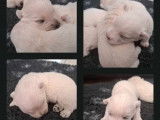 5 chiots mâles Westie disponibles à l’achat (LOF)