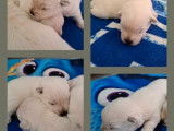 5 chiots mâles Westie disponibles à l’achat (LOF)