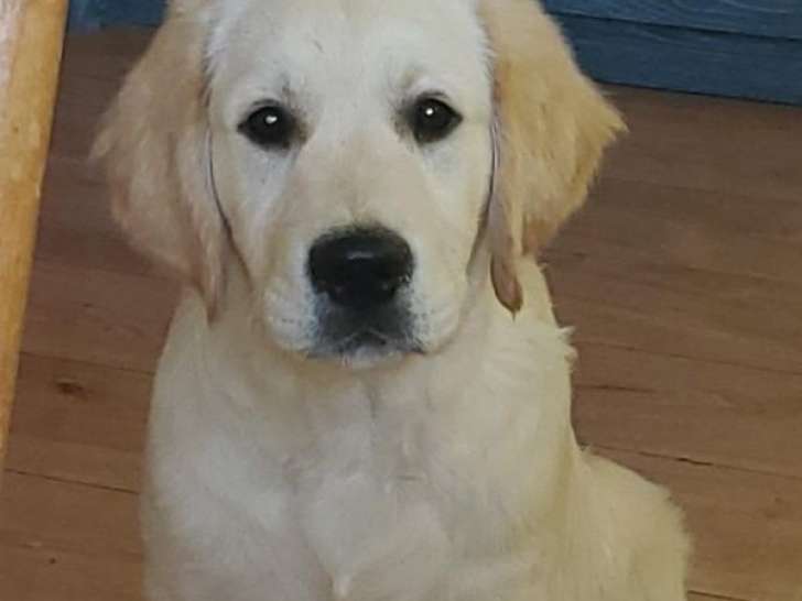 À vendre, 1 chiot mâle Golden Retriever (LOF)
