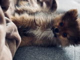 Chiot Spitz Loup à vendre