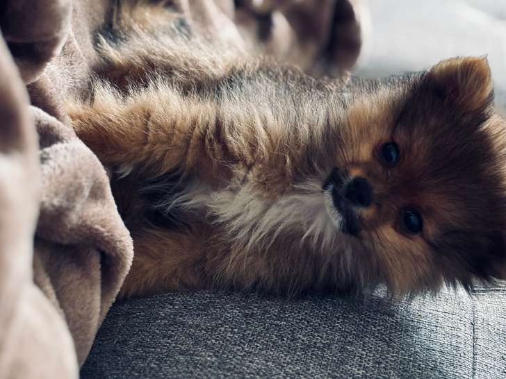 Chiot Spitz Loup à vendre
