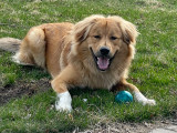Jeune chien à vendre