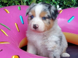 8 chiots Bergers Australiens LOF disponibles à la vente
