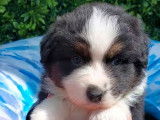 8 chiots Bergers Australiens LOF disponibles à la vente