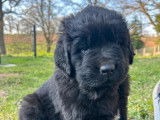 À réserver, 4 chiots Terre-Neuve (LOF)
