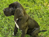 1 chiot femelle Dogue Allemand disponible à la vente (LOF)