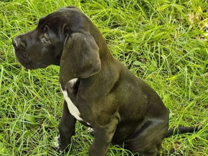 1 chiot femelle Dogue Allemand disponible à la vente (LOF)