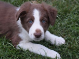 À réserver, 1 chiot mâle Border Collie LOF