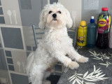 Bichon Maltais mâle LOF disponible pour saillie