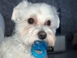 Bichon Maltais mâle LOF disponible pour saillie