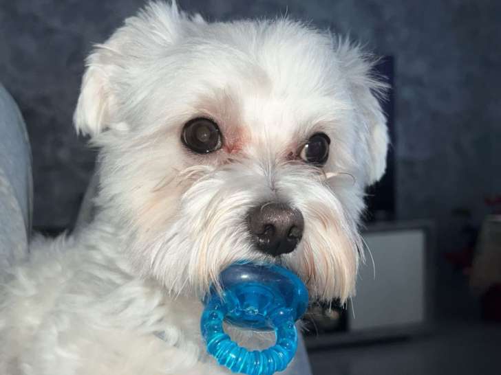 Bichon Maltais mâle LOF disponible pour saillie