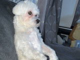 Bichon Maltais mâle LOF disponible pour saillie