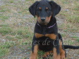 Magnifiques chiots Beauceron à vendre