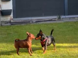 Chiots Pinscher Nain à vendre
