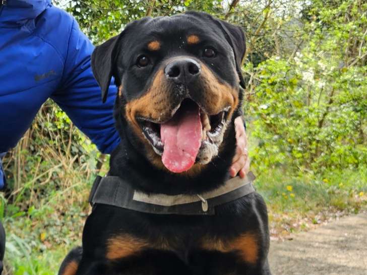 Super femelle Rottweiler à doner