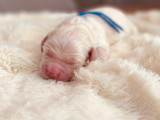 Chiots Golden Retriever LOF à vendre