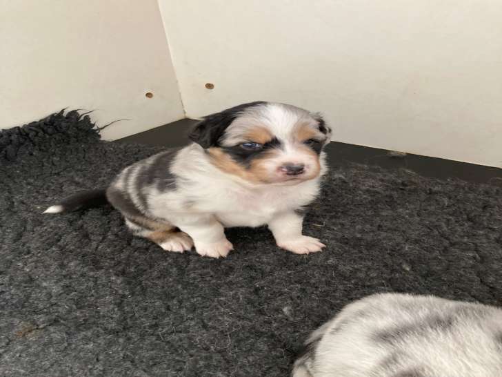 Chiots Berger Australien à réserver