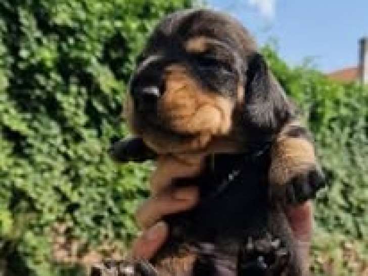Chiots Teckel Nain à vendre