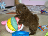 Chiots Spitz Nain Pomeranien à vendre