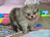 Chiots Spitz Nain Pomeranien à vendre