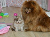 Chiots Spitz Nain Pomeranien à vendre