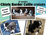 Chiots Border Collie croisés Ratier du Jura à vendre