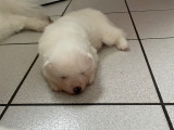 Chiot mâle Samoyède à vendre