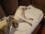 Chienne Bouledogue Français à vendre